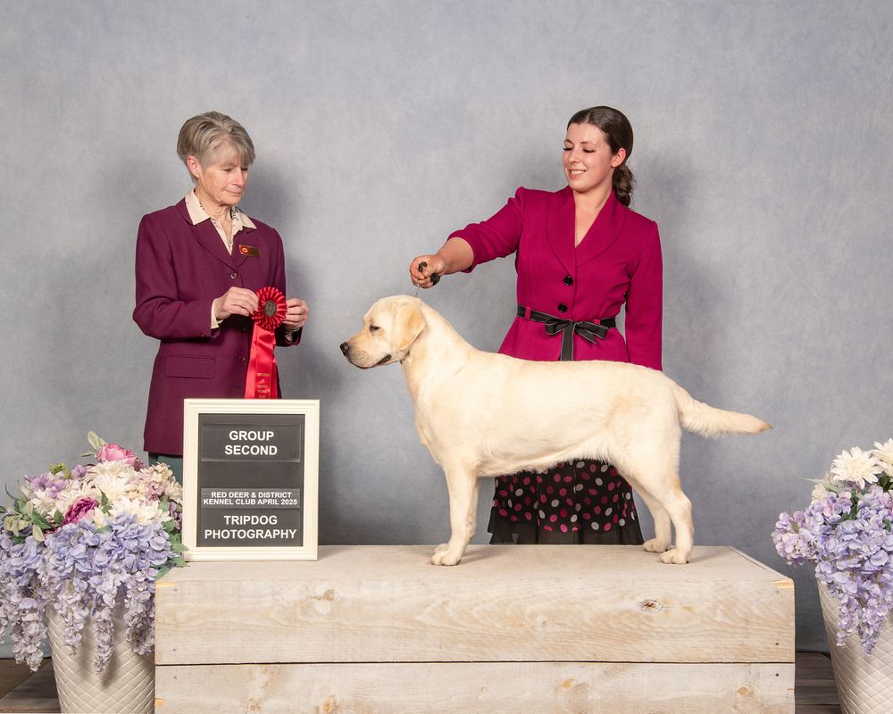 Dog Show Photography Red Deer Conformation Yellow Labrador Retriever
