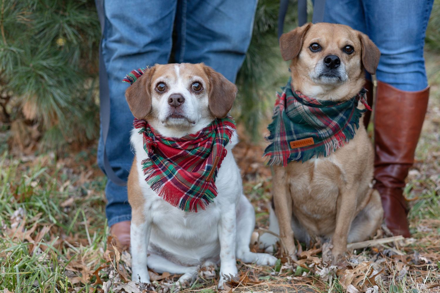 Springfield, IL Photographer captures two puppies sitting in front of their owners during a family session in Central, IL.