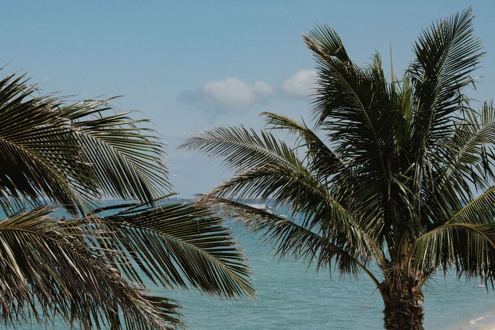 Palm trees frame a view of turquoise ocean waters under blue sky.