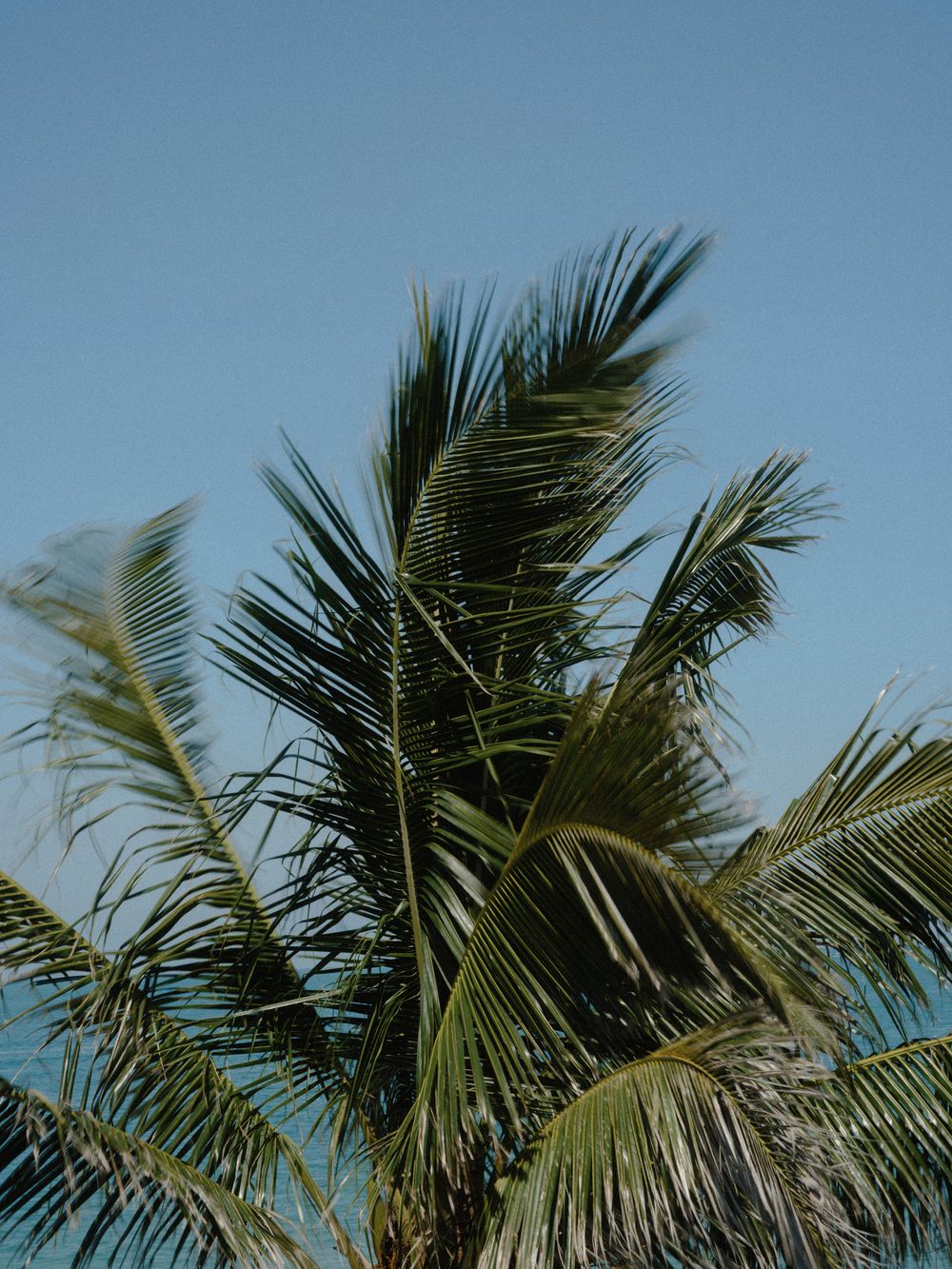 Palm tree fronds against bright blue sky in tropical setting.