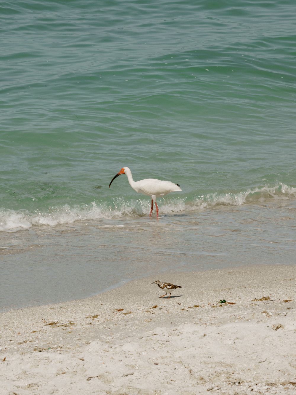White ibis bird standing in shallow turquoise waters on sandy beach.
