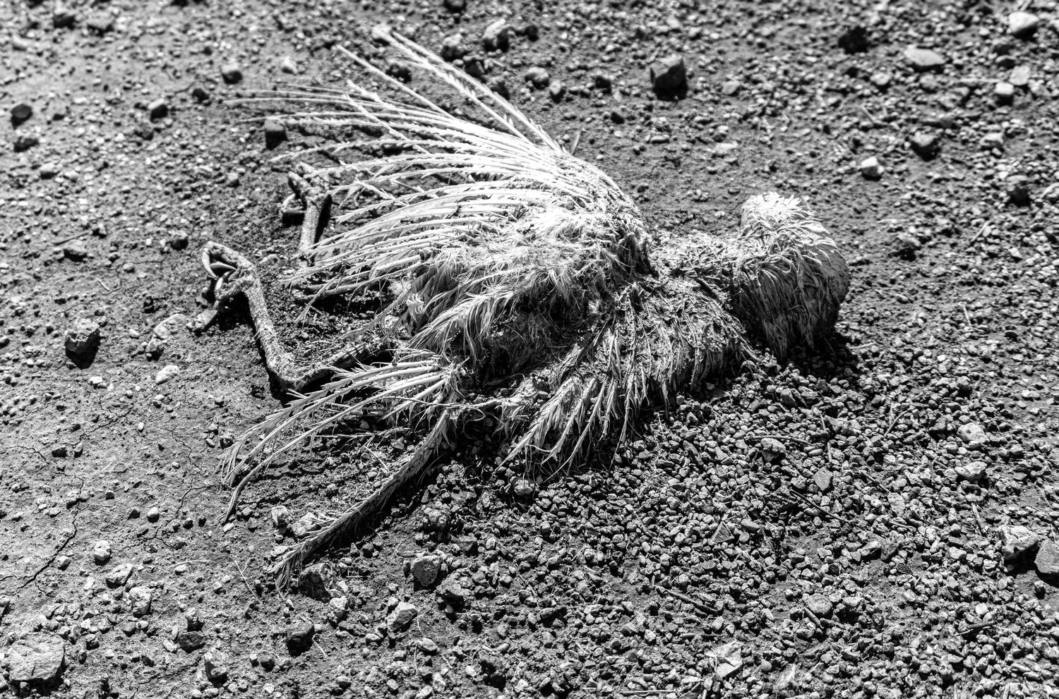Rocky desert terrain with scattered debris and harsh shadows in black and white.