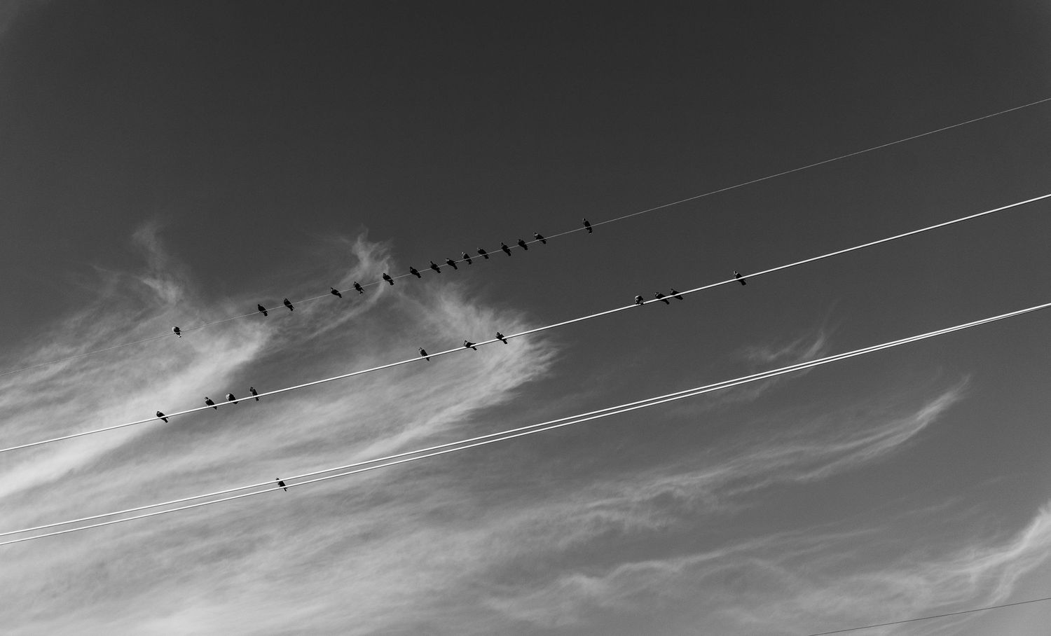 Birds perched on power lines against a bright cloudy sky in monochrome.