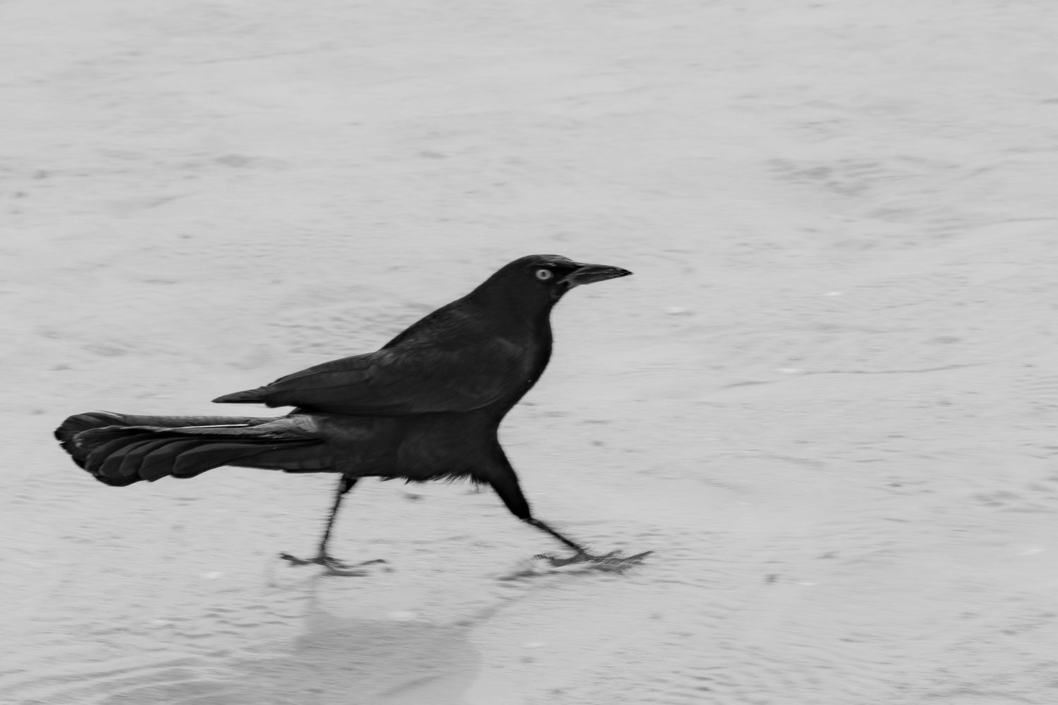 Black crow walking across light surface in stark monochrome contrast.