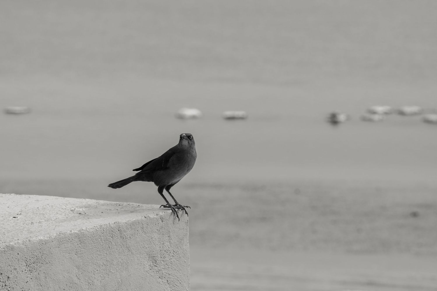 Solitary bird perched on concrete ledge against blurred background.