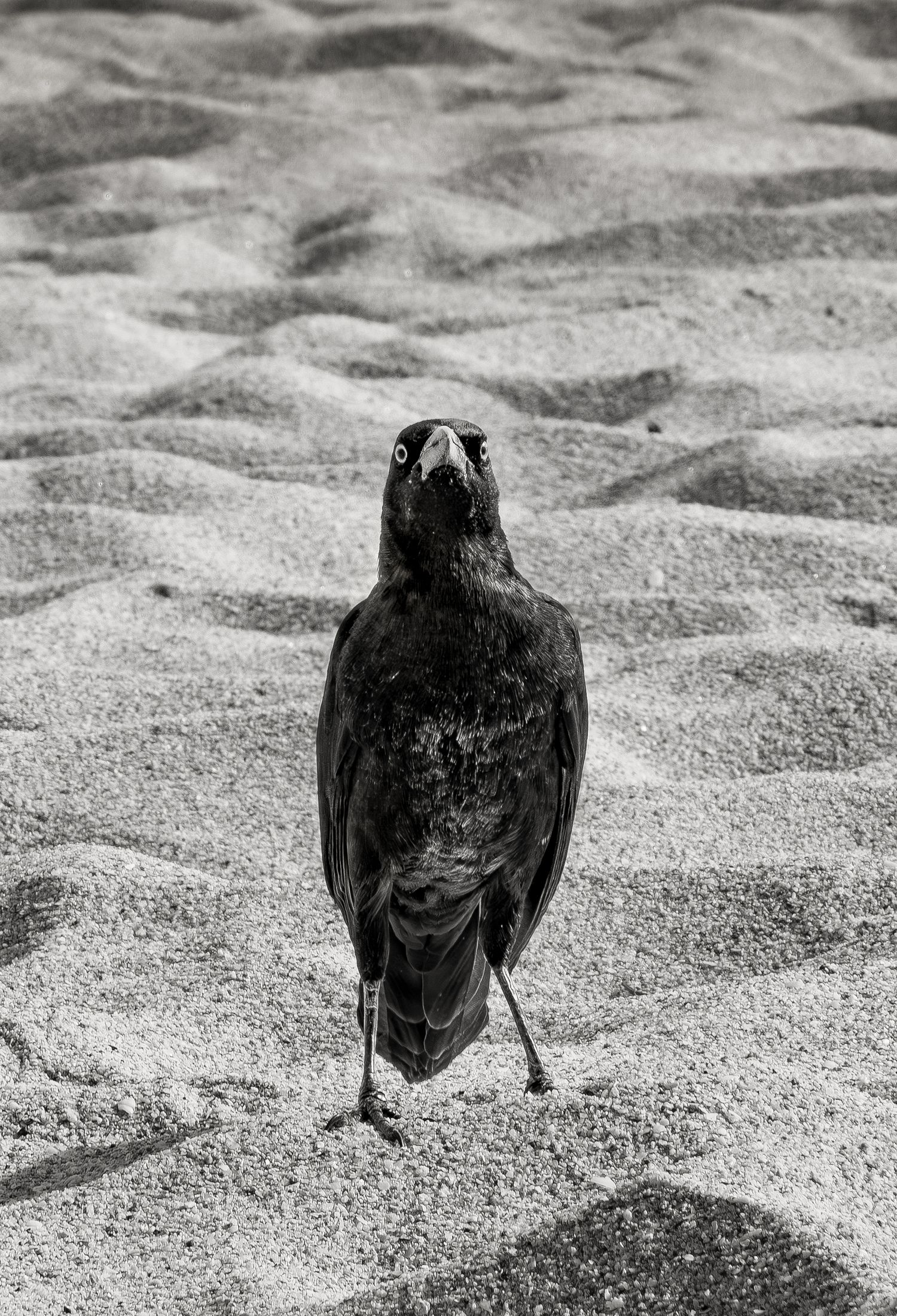 Close-up of a black crow standing on rippled sand.