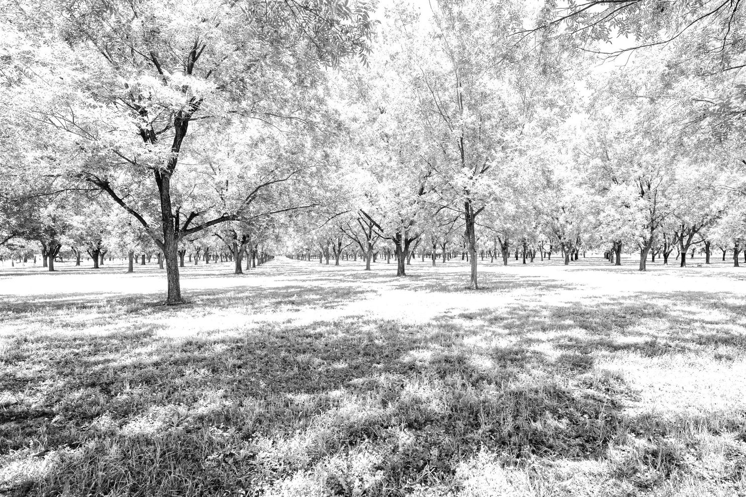 Winter orchard scene with bare trees in black and white.