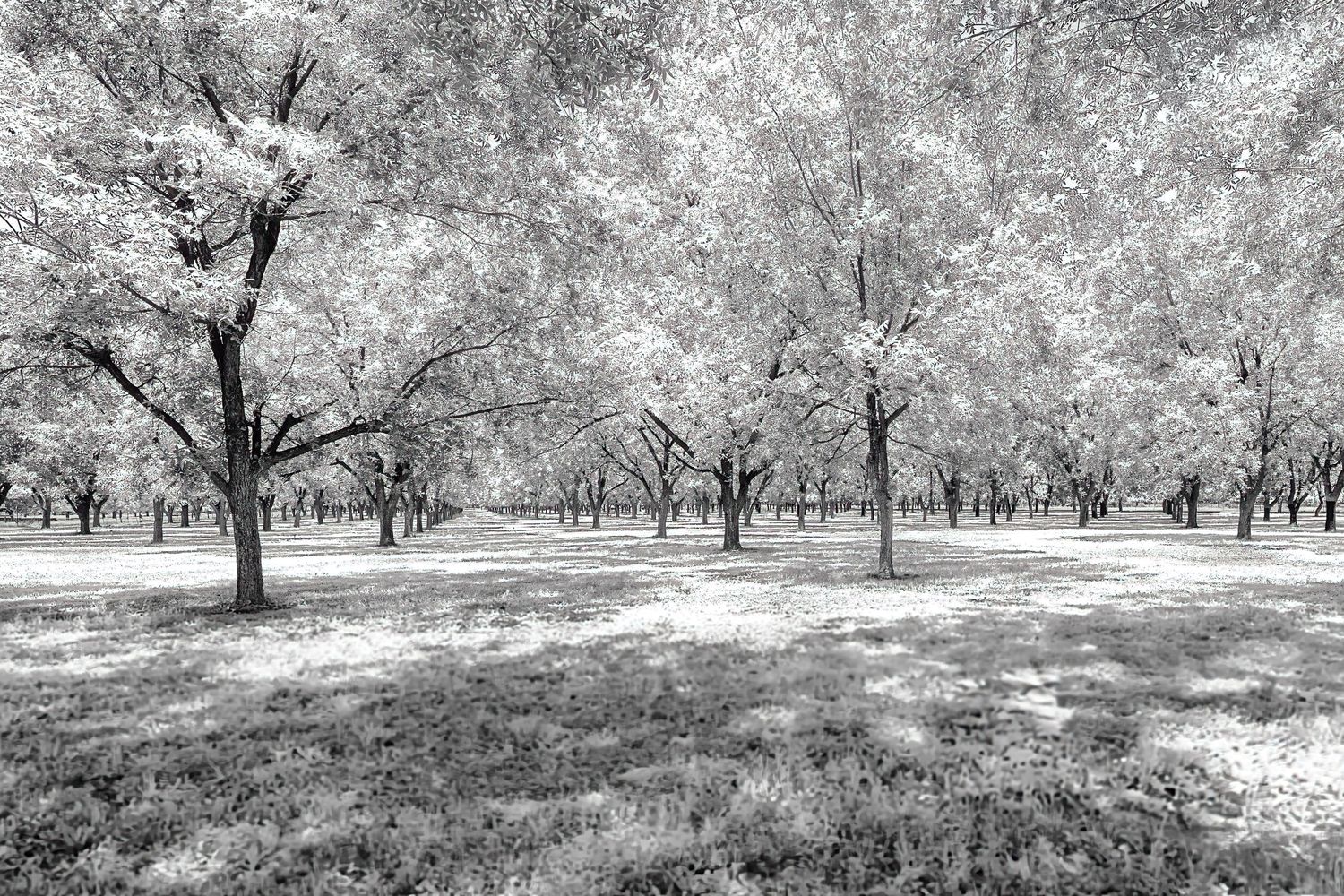 Serene orchard landscape with rows of trees in black and white.