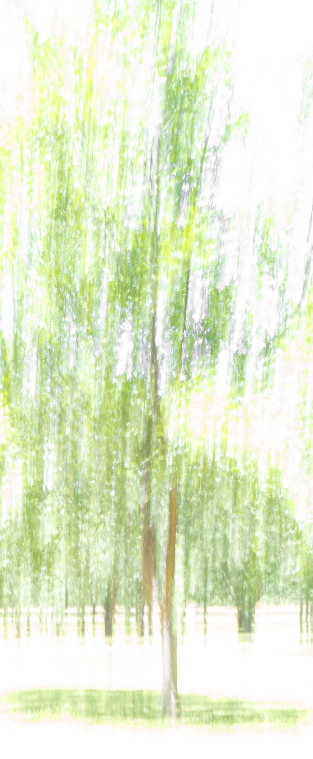 Abstract motion-blurred forest scene with bright green spring foliage.