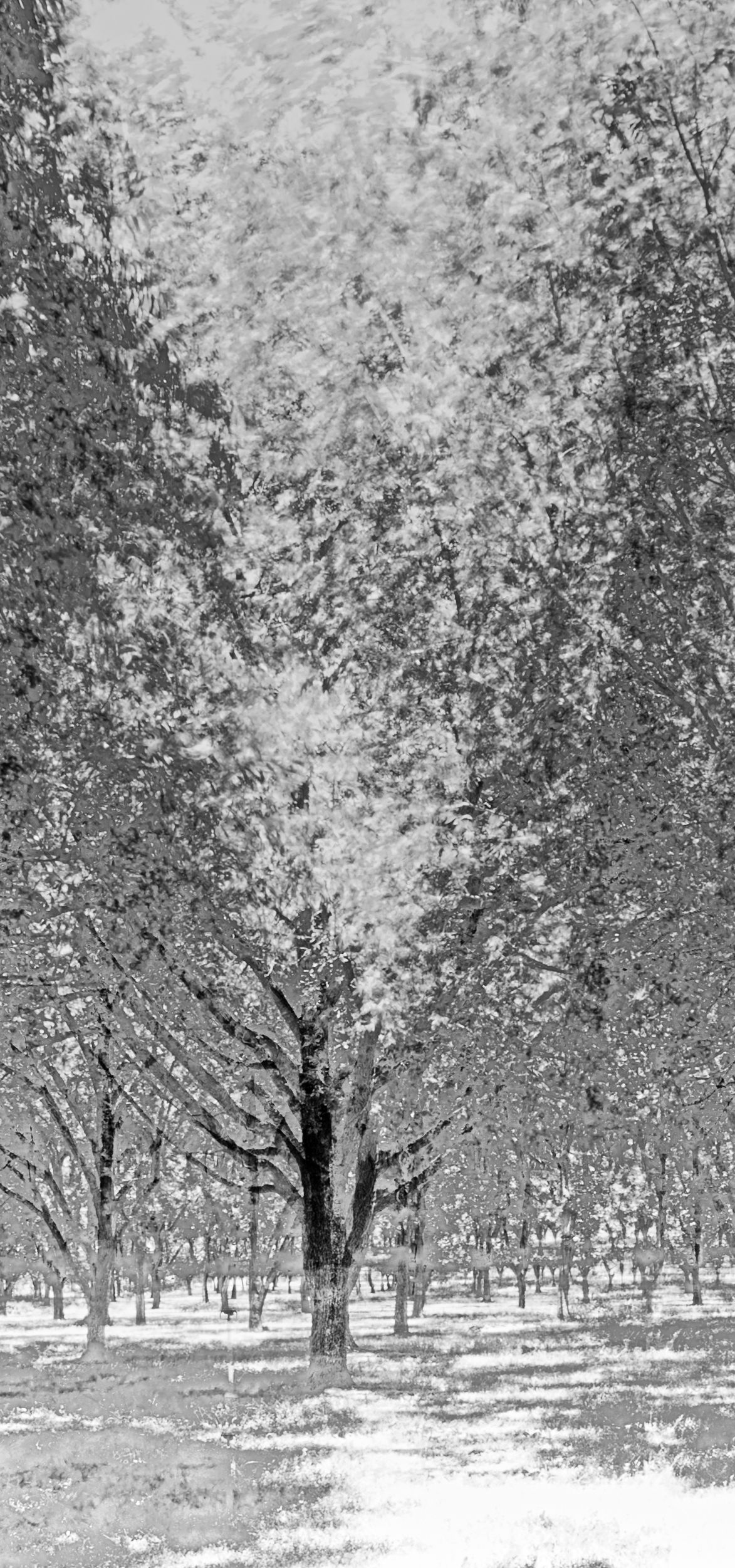 Black and white winter orchard with snow-covered trees creating a dreamy atmosphere.