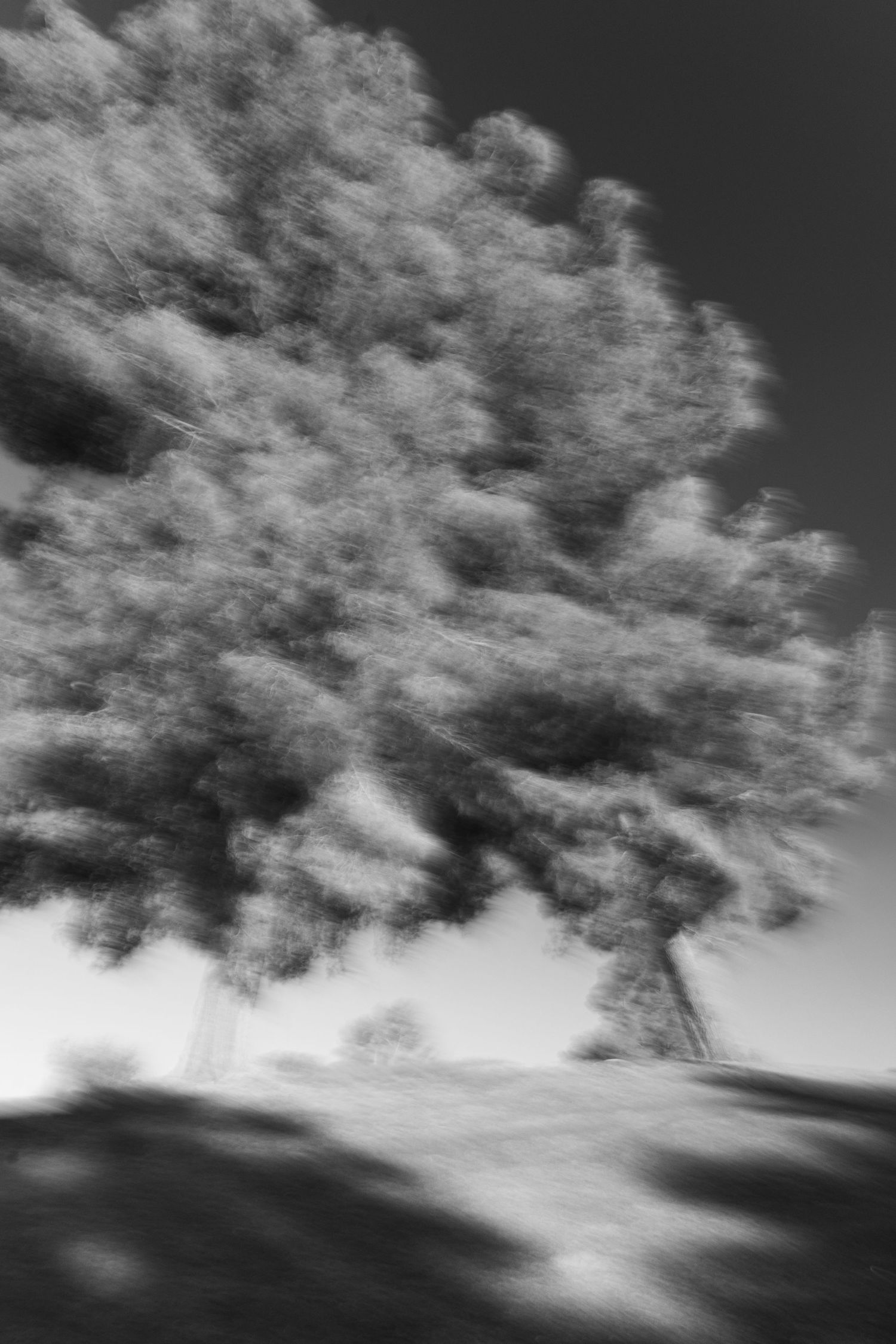 Dramatic upward view of a blurred tree against bright sky in black and white.