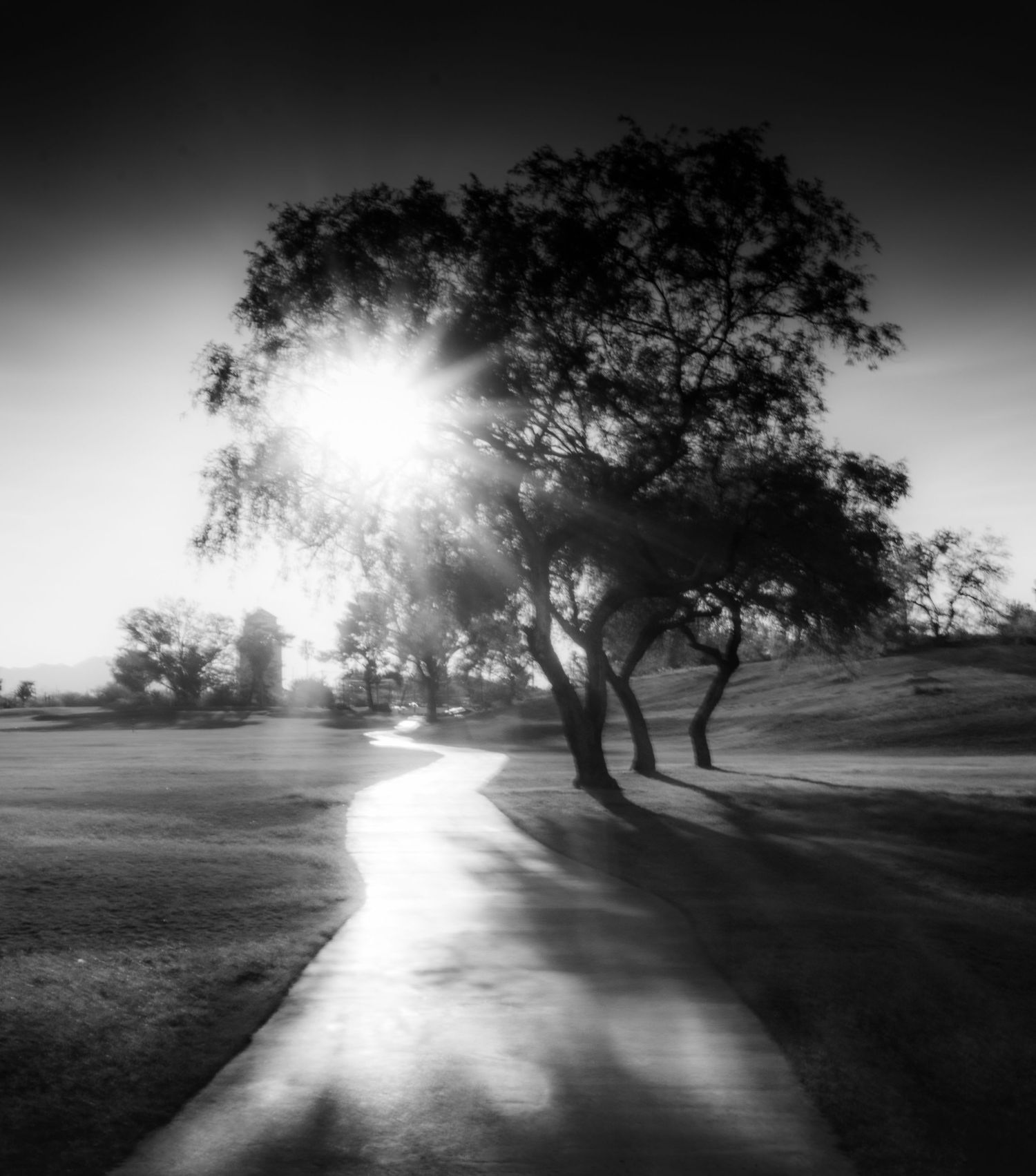 Black and white landscape photograph of a tree silhouetted against sunlight on a winding path.