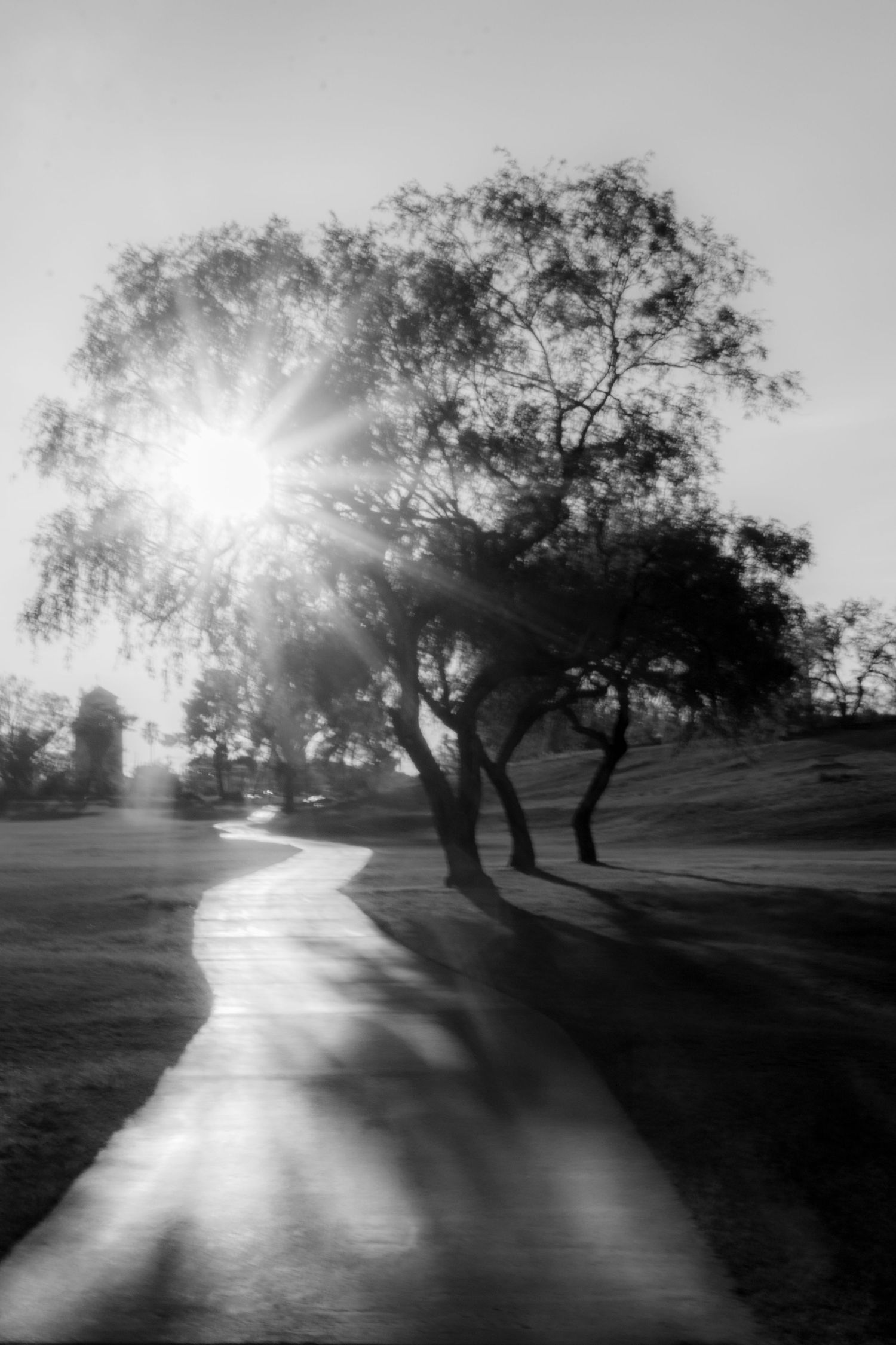 Sunburst through tree silhouette along curved path in black and white.