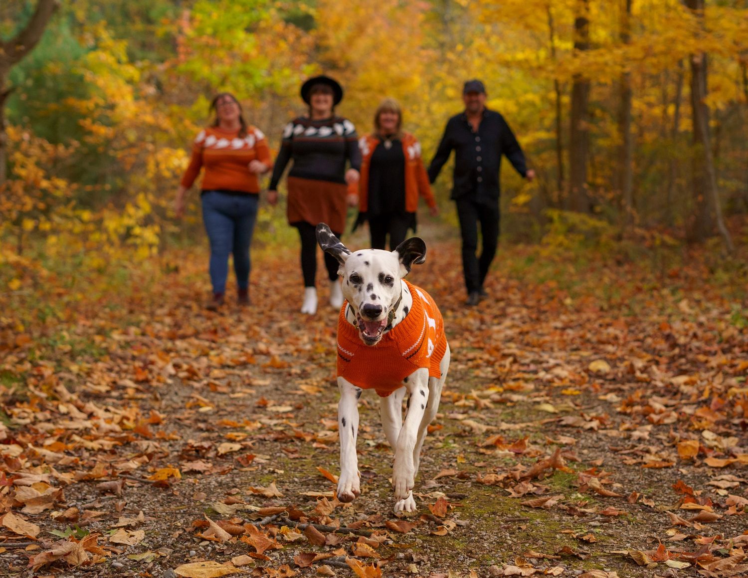 Dalmatian dog in orange sweater leads group of four people on autumn forest trail covered in colorful fallen leaves.
