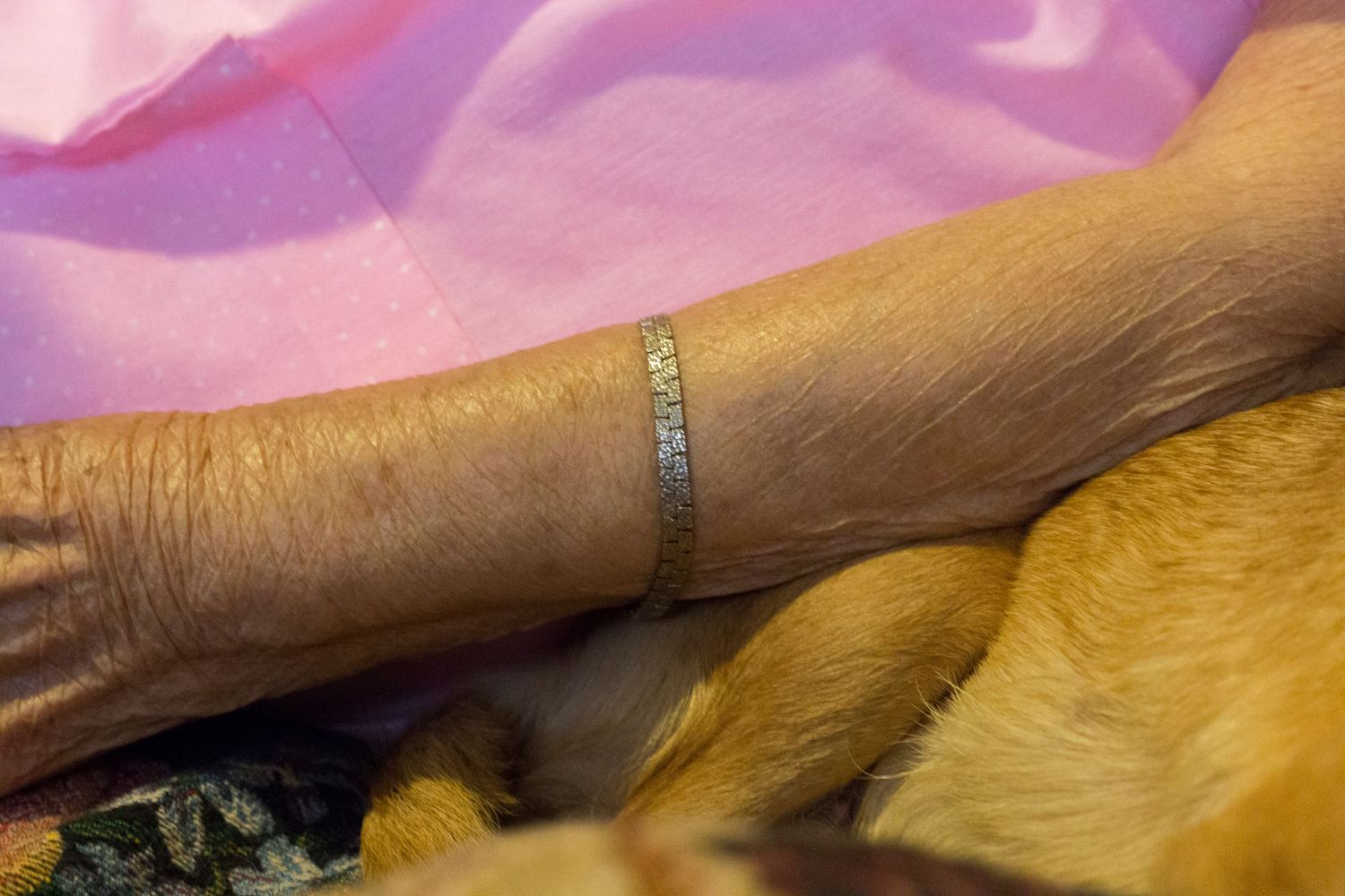Brown dachshund puppy snuggles on soft pink blanket, showing its long body and cute paws.
