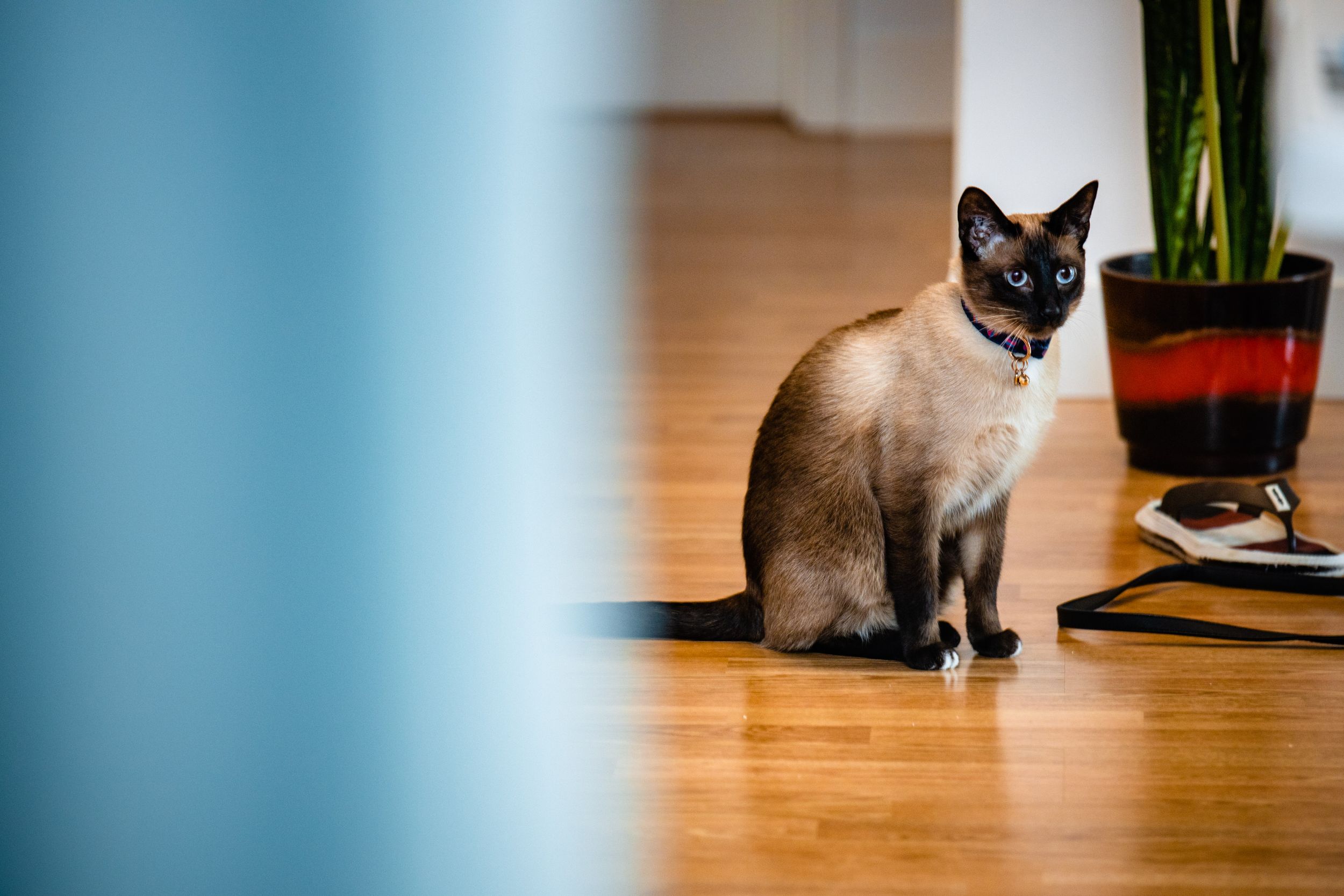 Siamese cat sitting on hardwood floor near indoor plant and blue wall.