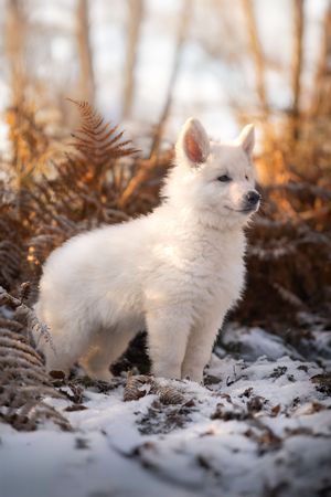 Bébé Berger Blanc Suisse dans la neige – Séance photo -  photographie animalière par Léa Biet Photographie, Oise, Compiègne