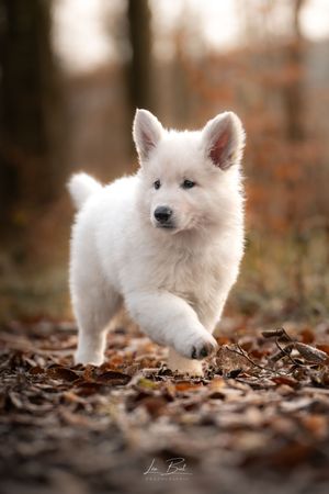 Bébé Berger Blanc Suisse dans les feuilles d'automne – Séance photo -  photographie animalière par Léa Biet Photographie, Oise, Compiègne