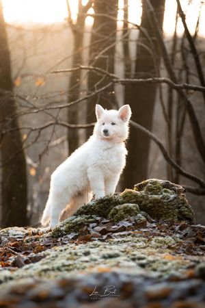 Bébé Berger Blanc Suisse dans la neige – Séance photo -  photographie animalière par Léa Biet Photographie, Oise, Compiègne