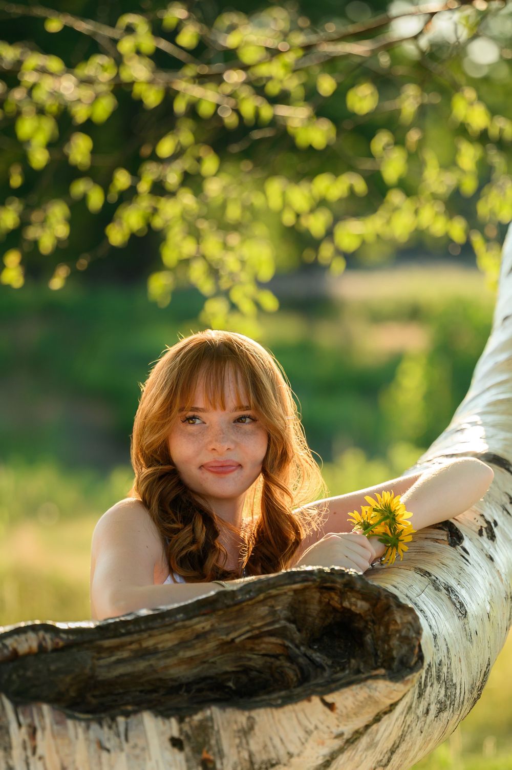 Golden sunlit portrait of a senior resting on a birch log with a sunflower, framed by bokeh leaves at The Highlands in Grand Rapids
