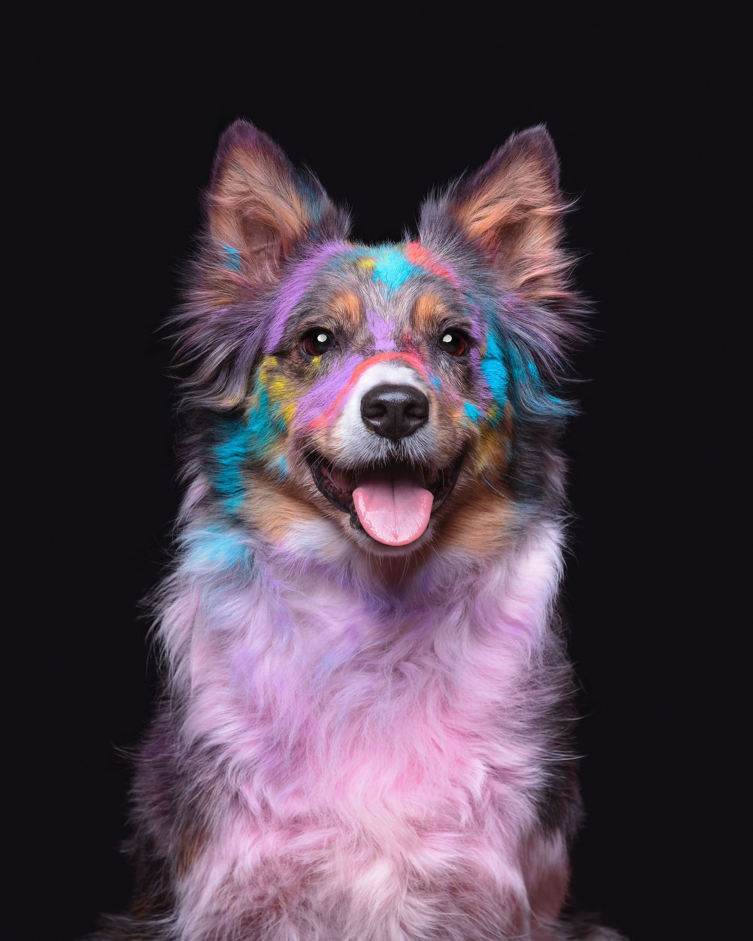 A colorful Labrador dog covered in vibrant pink, blue, and yellow paint poses against a black background.