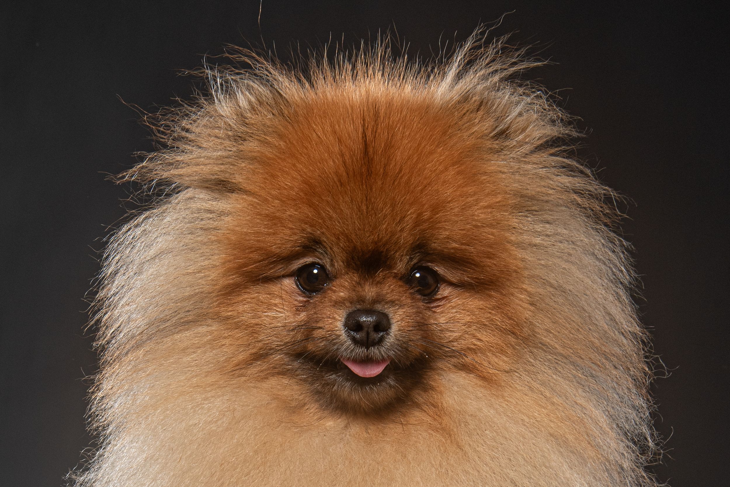 Series of dog portraits against black background showcasing different breeds and expressions.