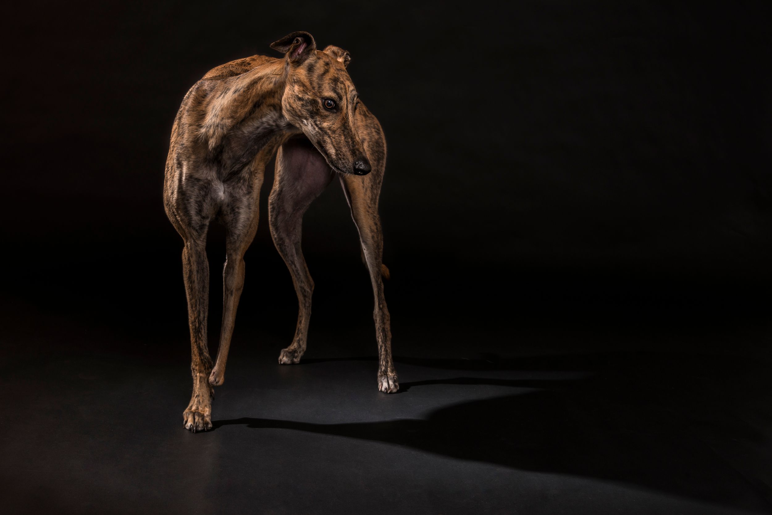 Artistic portraits of a brown dog shown from different angles against black background.