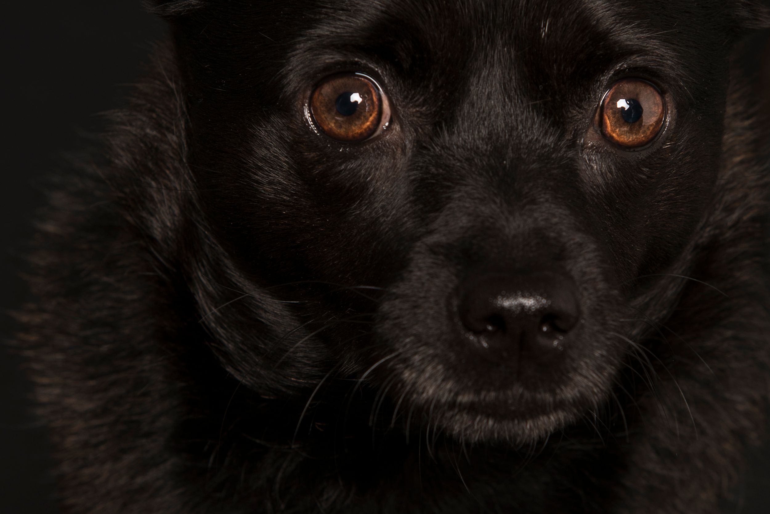 Close-up shots of black dog's face showing expressive eyes against dark background.