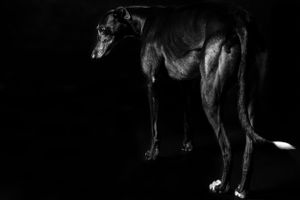 Close-up portraits of a pit bull dog with blue eyes against dark background.