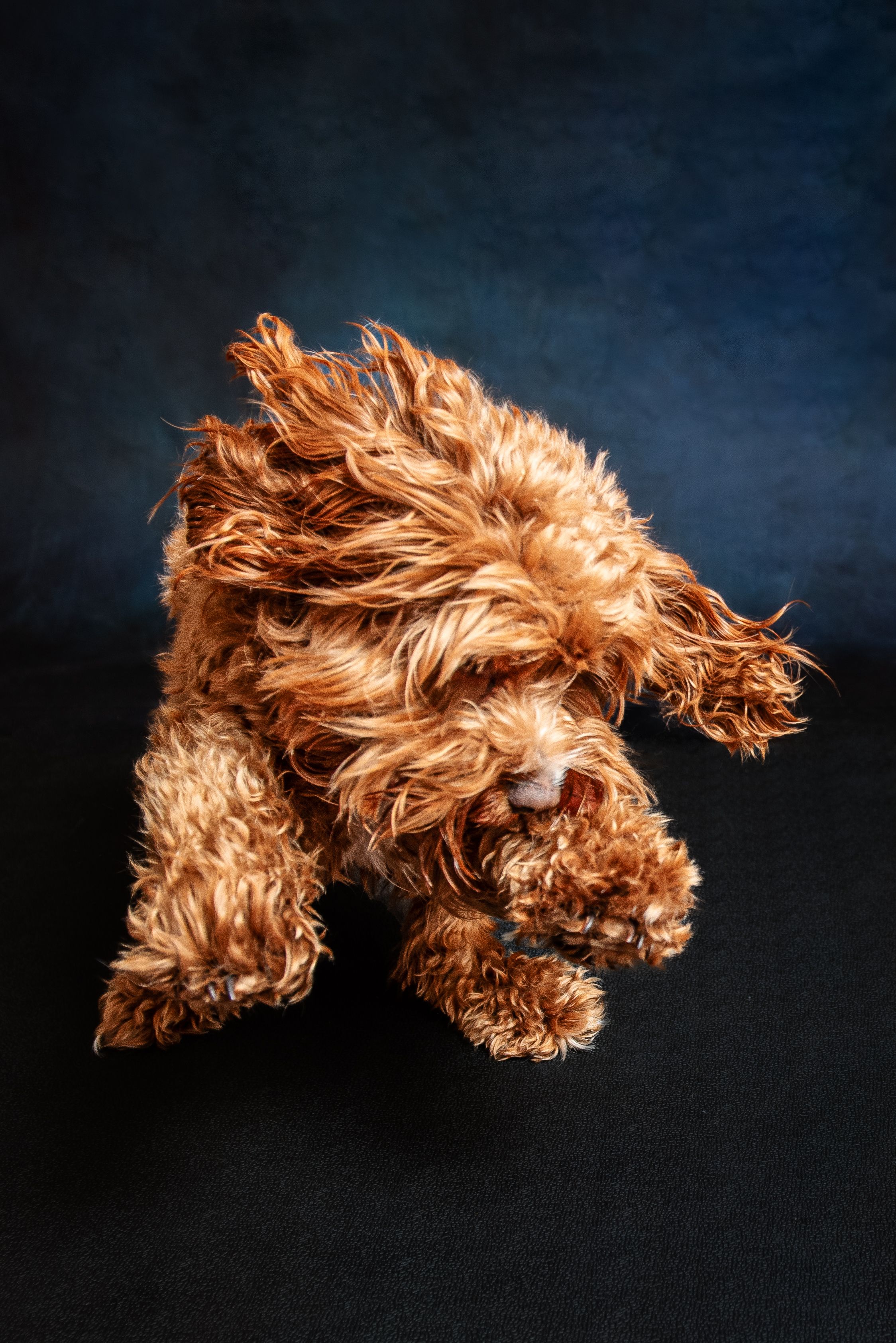 Fluffy red Cavapoo puppy playfully crouching on black floor against dark blue studio background.