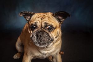 Close-up portrait of a fawn pug dog with wrinkled face and wide eyes against dark blue background.