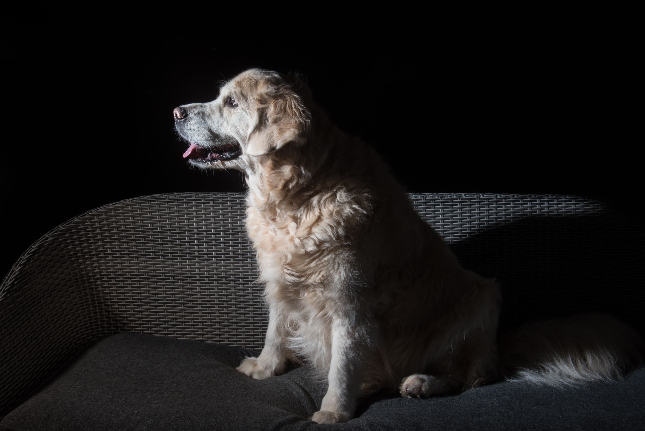 Golden Retriever dog sitting upright on a wicker chair against a dark background, mouth open, looking alert.