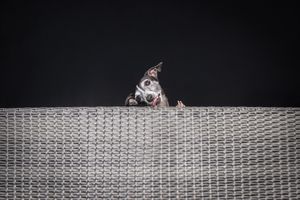 A small dog peeks curiously over a woven rattan fence against a dark background.