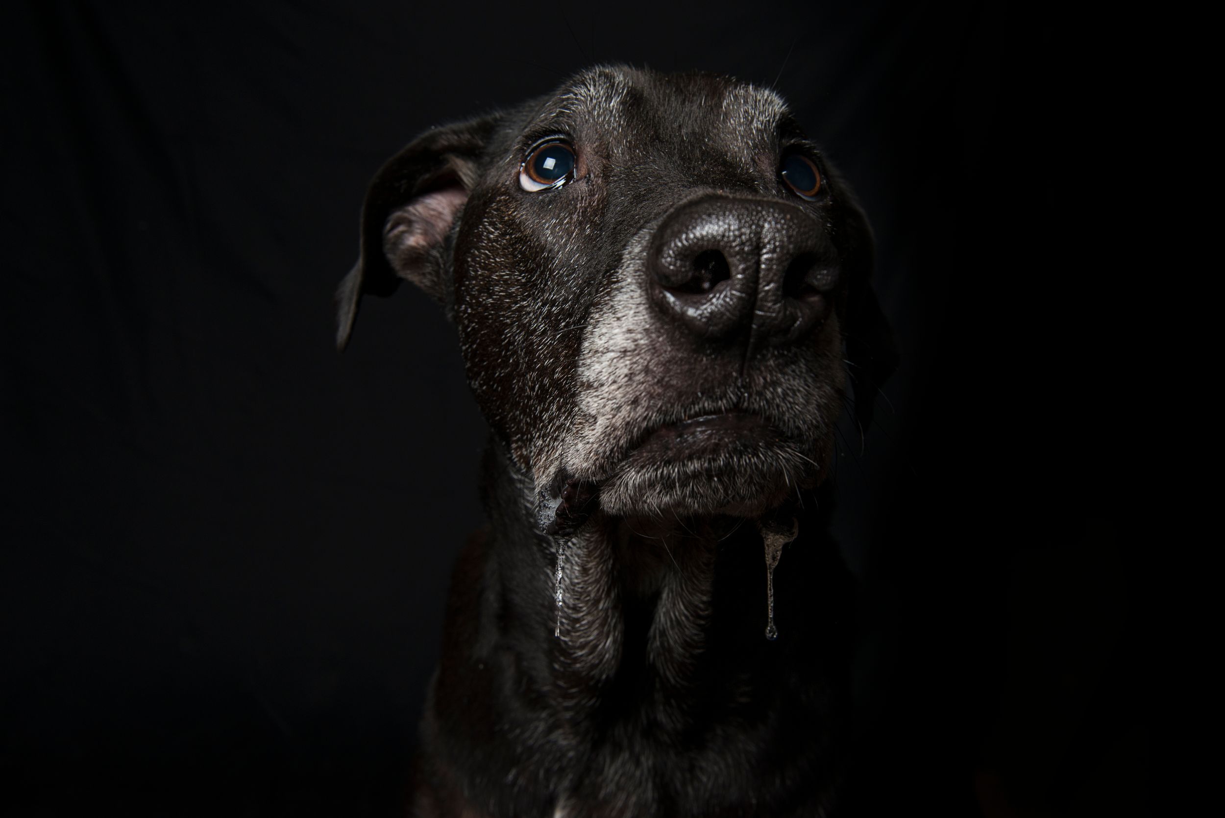 Close-up portrait of black dog's face against dark background showing detailed features.
