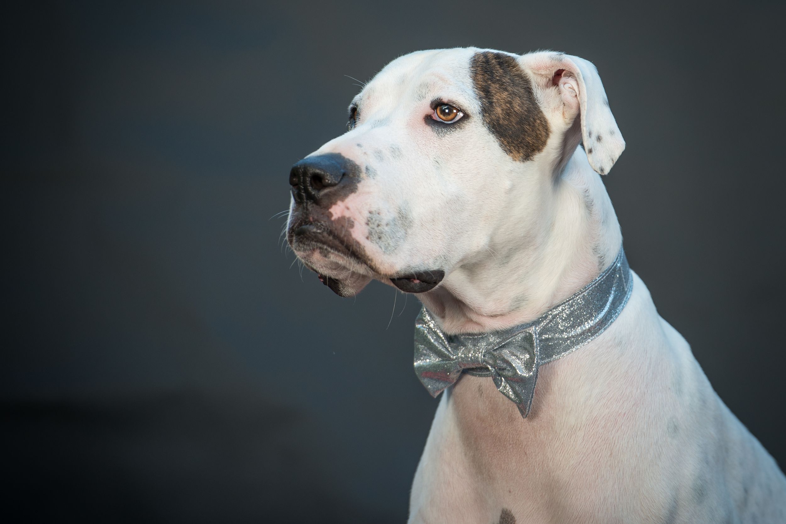 Series of expressive pit bull portraits showing different angles of the dog's face.