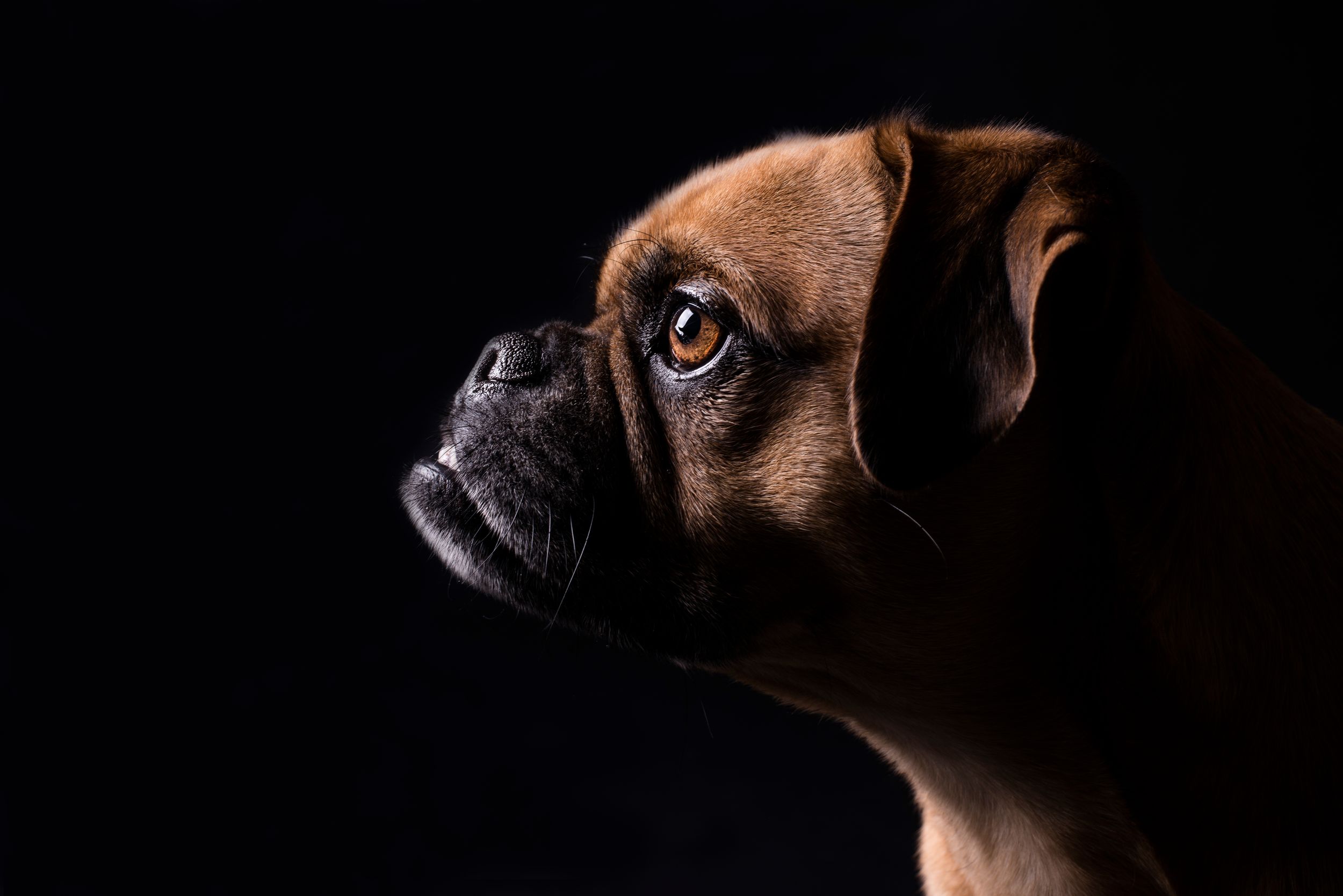 Series of dramatic dog portraits showing different angles against black backdrop.