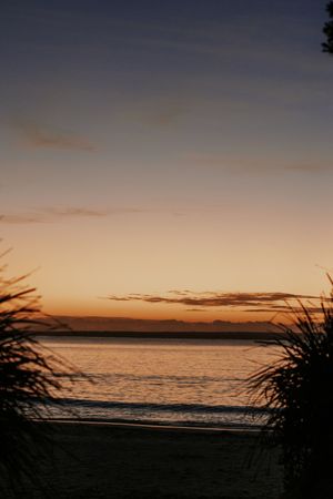 Silhouetted tropical plants frame a serene beach sunset with golden orange sky reflecting on calm ocean waters.