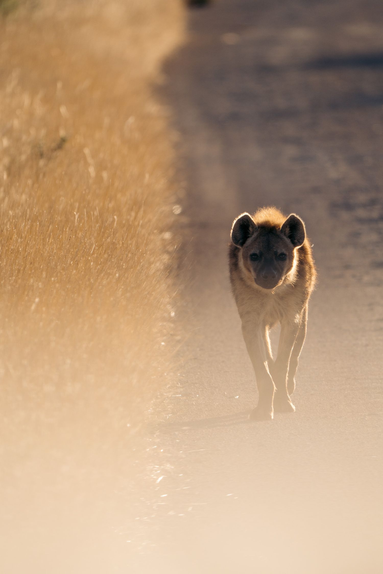 hyène qui marche dans la savane