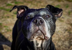 Close-up portrait of a senior black Staffordshire Bull Terrier with a graying muzzle outdoors.