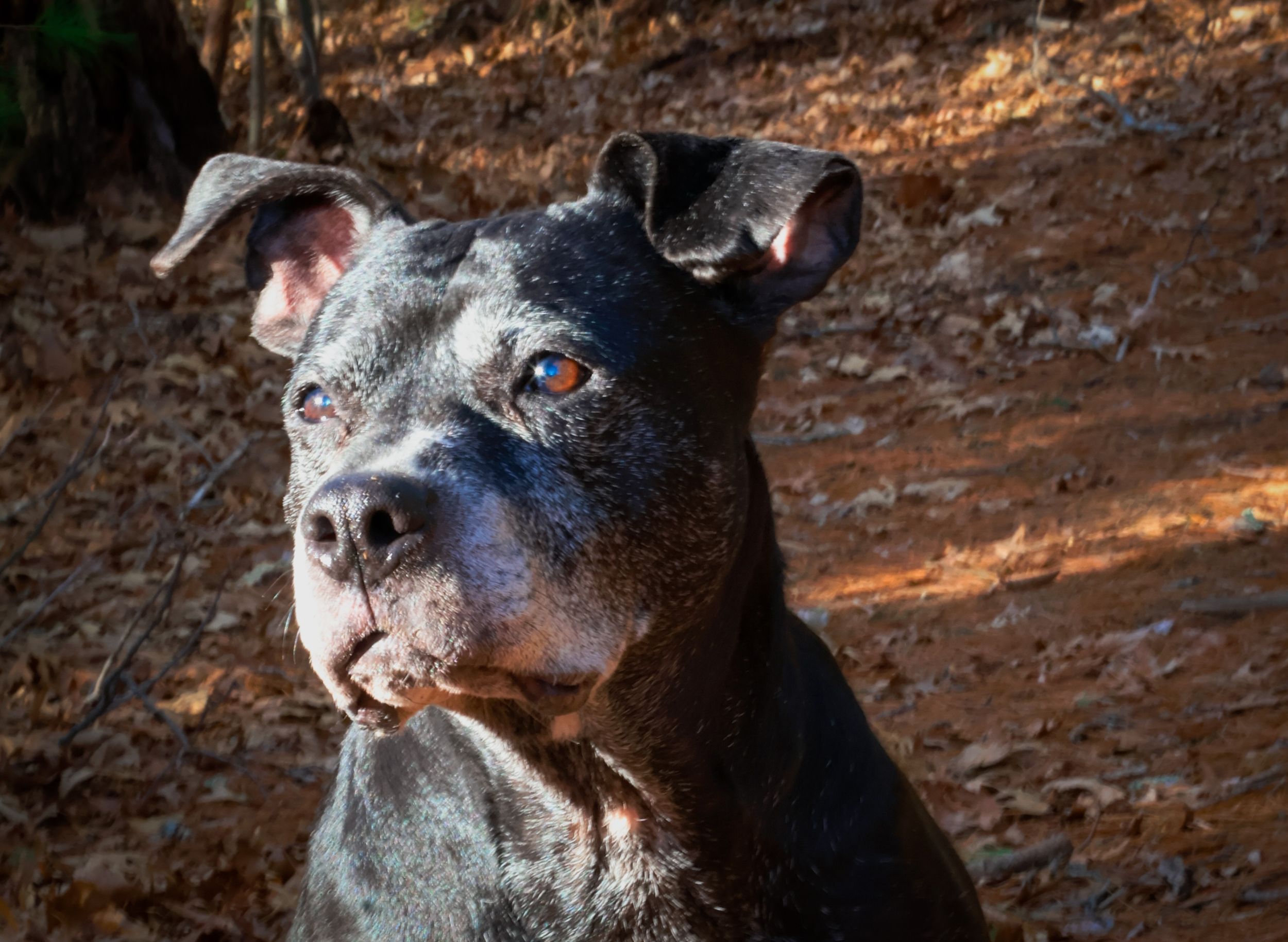 A blue-gray Staffordshire Bull Terrier with amber eyes poses on a autumn leaf-covered forest path.