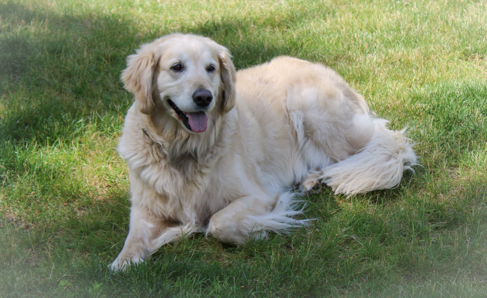 A fluffy golden retriever lies contentedly on green grass with tongue out on a sunny day.