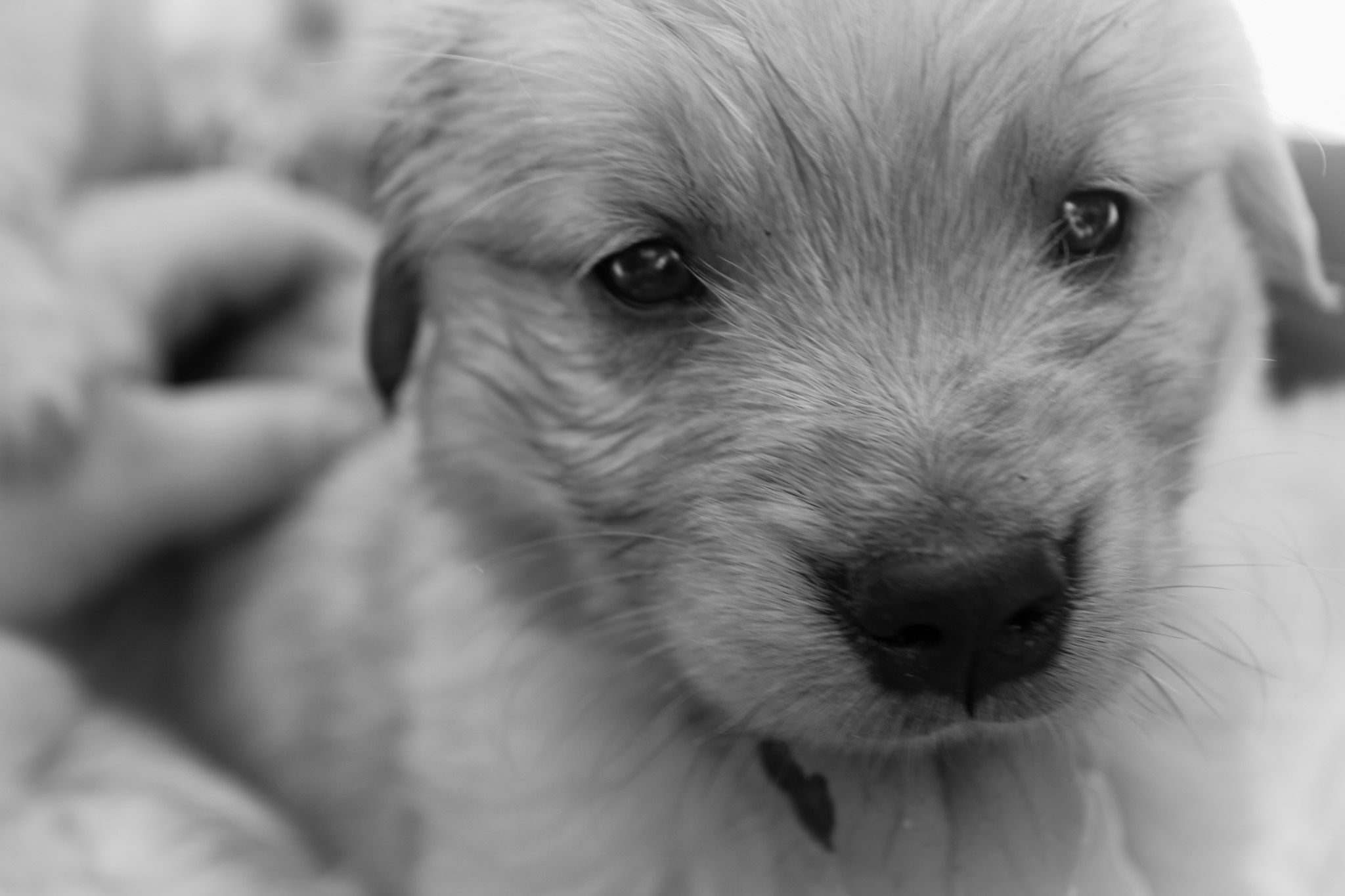 A close-up black and white portrait of an adorable newborn puppy with soft fuzzy fur.