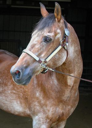 A chestnut roan Arabian horse wearing a halter poses in a stable in warm lighting.