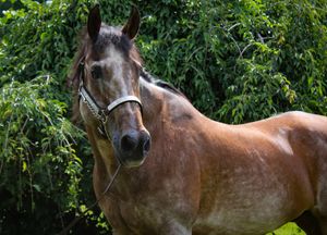 A roan horse with a halter stands outdoors surrounded by lush green foliage.