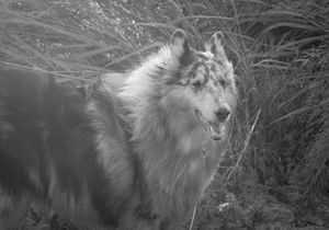 A fluffy rough collie dog stands in tall grass in a black and white nature photo.