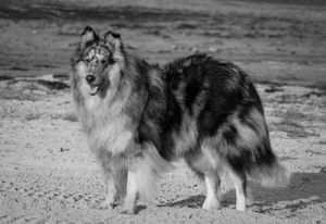 A majestic rough collie dog stands on sandy ground in a striking black and white portrait.