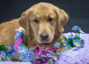 A golden retriever puppy rests among colorful spring flowers and ribbons on a purple background.
