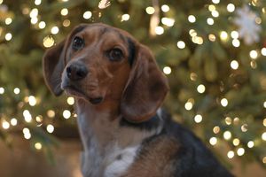 A cute beagle puppy poses in front of a glowing Christmas tree with bokeh lights in the background.