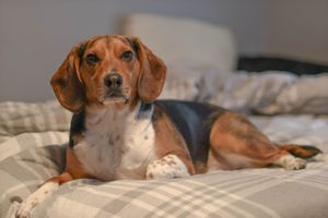 A tricolor beagle mix dog relaxes on a gray plaid bedspread indoors.
