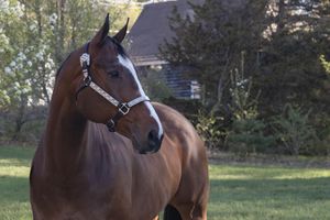 Elegant bay horse wearing halter stands in green pasture near building.